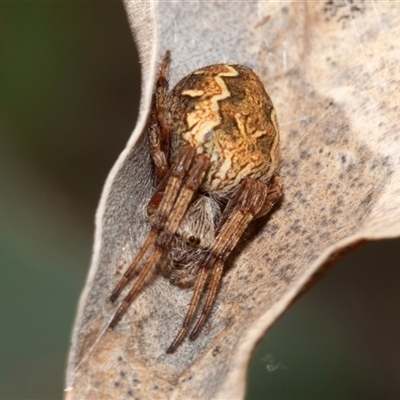 Unidentified Orb-weaving spider (several families) at Dunlop, ACT - 18 Nov 2024 by AlisonMilton