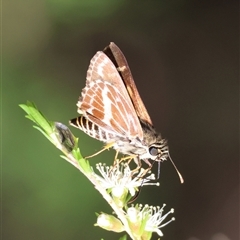 Hesperilla picta (Painted Skipper) at Moruya, NSW - 21 Nov 2024 by LisaH