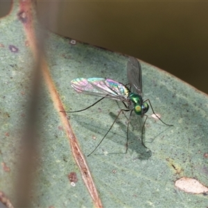 Dolichopodidae (family) (Unidentified Long-legged fly) at Fraser, ACT by AlisonMilton