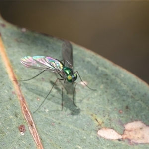 Dolichopodidae (family) at Fraser, ACT - 19 Nov 2024