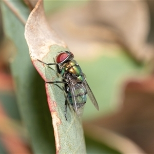 Calliphoridae (family) at Fraser, ACT - 19 Nov 2024 08:49 AM