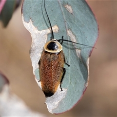 Ellipsidion australe at Dunlop, ACT - 18 Nov 2024 by AlisonMilton