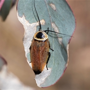 Ellipsidion australe at Dunlop, ACT - 19 Nov 2024 09:51 AM