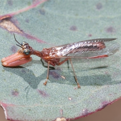 Campion sp. (genus) (Mantis Fly) at Fraser, ACT - 19 Nov 2024 by AlisonMilton