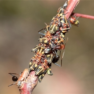 Eurymeloides pulchra at Fraser, ACT - 19 Nov 2024