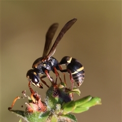 Apocrita (suborder) at Moruya, NSW - 20 Nov 2024 by LisaH