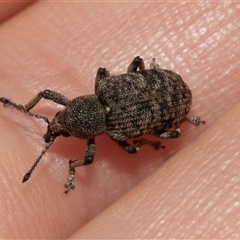 Rhinaria sp. (genus) (Unidentified Rhinaria weevil) at Hawker, ACT - 19 Nov 2024 by AlisonMilton