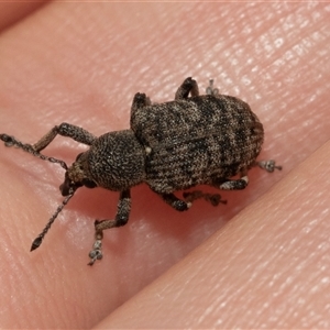 Rhinaria sp. (genus) at Hawker, ACT - 19 Nov 2024