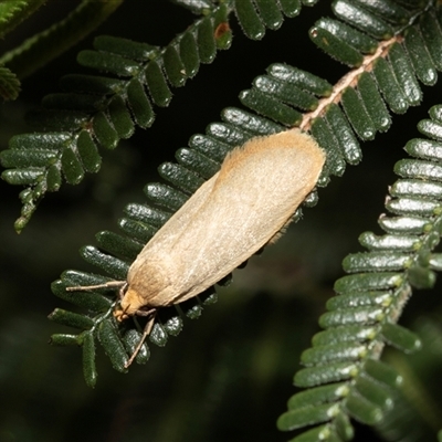 Telocharacta (genus) (A Concealer moth (Philobota Group)) at Dunlop, ACT - 19 Nov 2024 by AlisonMilton