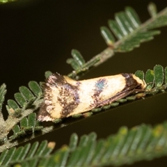 Olbonoma triptycha (Chezela Group) at Dunlop, ACT - 19 Nov 2024 by AlisonMilton