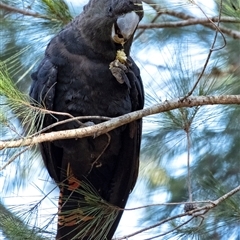 Calyptorhynchus lathami lathami (Glossy Black-Cockatoo) at Penrose, NSW - 8 Oct 2021 by Aussiegall