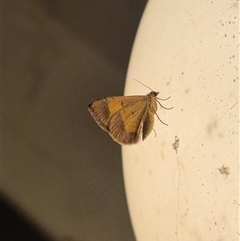 Geometridae (family) at Bungendore, NSW - 23 Nov 2024 by clarehoneydove