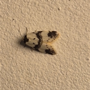 Thallarcha sparsana at Bungendore, NSW - suppressed