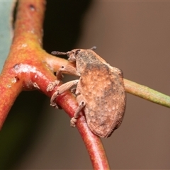 Gonipterus scutellatus (Eucalyptus snout beetle, gum tree weevil) at Dunlop, ACT - 19 Nov 2024 by AlisonMilton