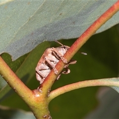 Gonipterus scutellatus at Dunlop, ACT - 19 Nov 2024