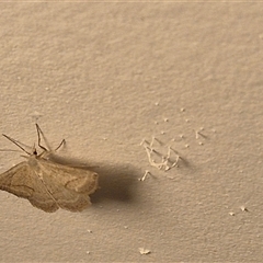 Unidentified Moth (Lepidoptera) at Bungendore, NSW - 23 Nov 2024 by clarehoneydove