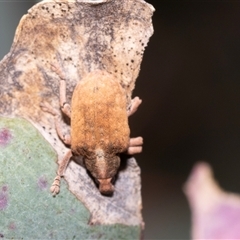 Gonipterus scutellatus (Eucalyptus snout beetle, gum tree weevil) at Dunlop, ACT - 18 Nov 2024 by AlisonMilton