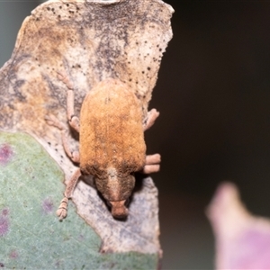 Gonipterus scutellatus (Eucalyptus snout beetle, gum tree weevil) at Dunlop, ACT by AlisonMilton