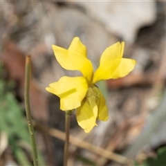 Goodenia bellidifolia at Dunlop, ACT - 18 Nov 2024 by AlisonMilton