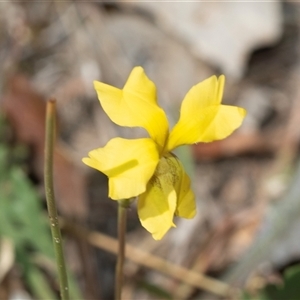 Goodenia pinnatifida at Dunlop, ACT - 19 Nov 2024