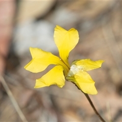 Goodenia pinnatifida at Dunlop, ACT - 19 Nov 2024