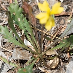 Goodenia pinnatifida at Dunlop, ACT - 19 Nov 2024