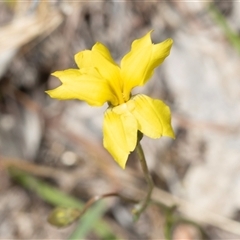 Goodenia pinnatifida (Scrambled Eggs) at Fraser, ACT - 19 Nov 2024 by AlisonMilton