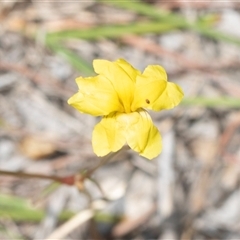 Goodenia pinnatifida at Fraser, ACT - 19 Nov 2024