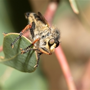 Neoscleropogon sp. (genus) (Robber fly) at Fraser, ACT by AlisonMilton