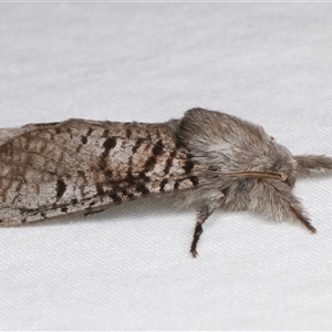 Sympycnodes (genus) (A Wood moth (Zeuzerinae) at Bulli, NSW by jb2602