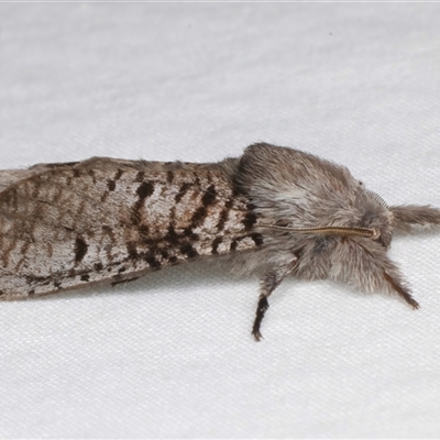 Sympycnodes (genus) (A Wood moth (Zeuzerinae) at Bulli, NSW - 22 Nov 2024 by jb2602