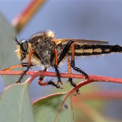 Neoscleropogon sp. (genus) (Robber fly) at Dunlop, ACT - 18 Nov 2024 by AlisonMilton