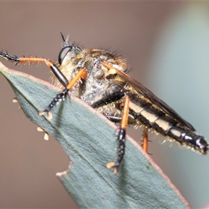 Neoscleropogon sp. (genus) at Dunlop, ACT - 19 Nov 2024