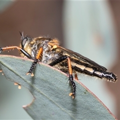 Neoscleropogon sp. (genus) at Dunlop, ACT - 19 Nov 2024