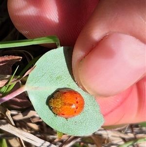 Paropsis obsoleta at Warri, NSW - suppressed