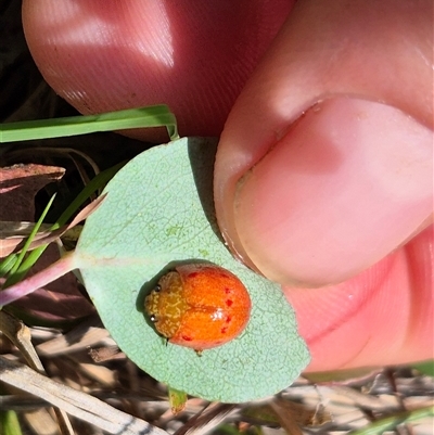 Unidentified Leaf beetle (Chrysomelidae) at Warri, NSW - 23 Nov 2024 by clarehoneydove