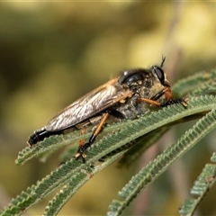 Neoscleropogon sp. (genus) (Robber fly) at Dunlop, ACT - 19 Nov 2024 by AlisonMilton