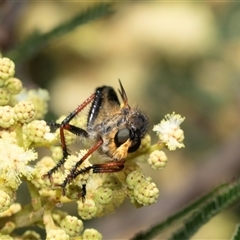 Neoscleropogon sp. (genus) at Dunlop, ACT - 19 Nov 2024