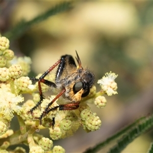 Neoscleropogon sp. (genus) at Dunlop, ACT - 19 Nov 2024