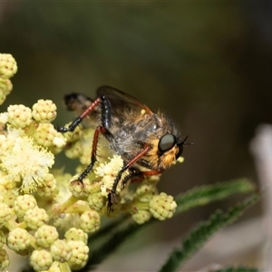 Neoscleropogon sp. (genus) at Dunlop, ACT - 19 Nov 2024