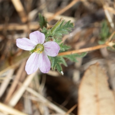 Erodium cicutarium (Common Storksbill, Common Crowfoot) at Dunlop, ACT - 19 Nov 2024 by AlisonMilton