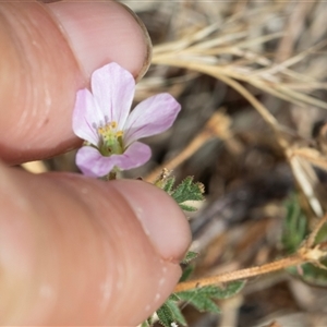 Erodium cicutarium at Dunlop, ACT - 19 Nov 2024