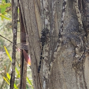 Austroaeschna sp. (genus) at Monga, NSW by clarehoneydove