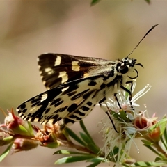 Hesperilla ornata (Spotted Sedge-skipper) at Moruya, NSW - 21 Nov 2024 by LisaH