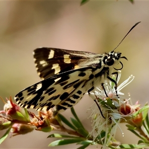 Hesperilla ornata (Spotted Sedge-skipper) at Moruya, NSW by LisaH