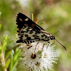 Hesperilla ornata at Moruya, NSW - suppressed