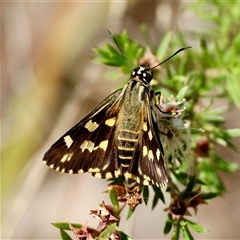 Hesperilla ornata at Moruya, NSW - suppressed