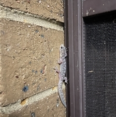 Christinus marmoratus (Southern Marbled Gecko) at Evatt, ACT - 23 Nov 2024 by LeahColebrook