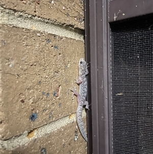 Christinus marmoratus at Evatt, ACT - 23 Nov 2024 10:31 PM