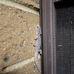 Christinus marmoratus at Evatt, ACT - 23 Nov 2024 10:31 PM